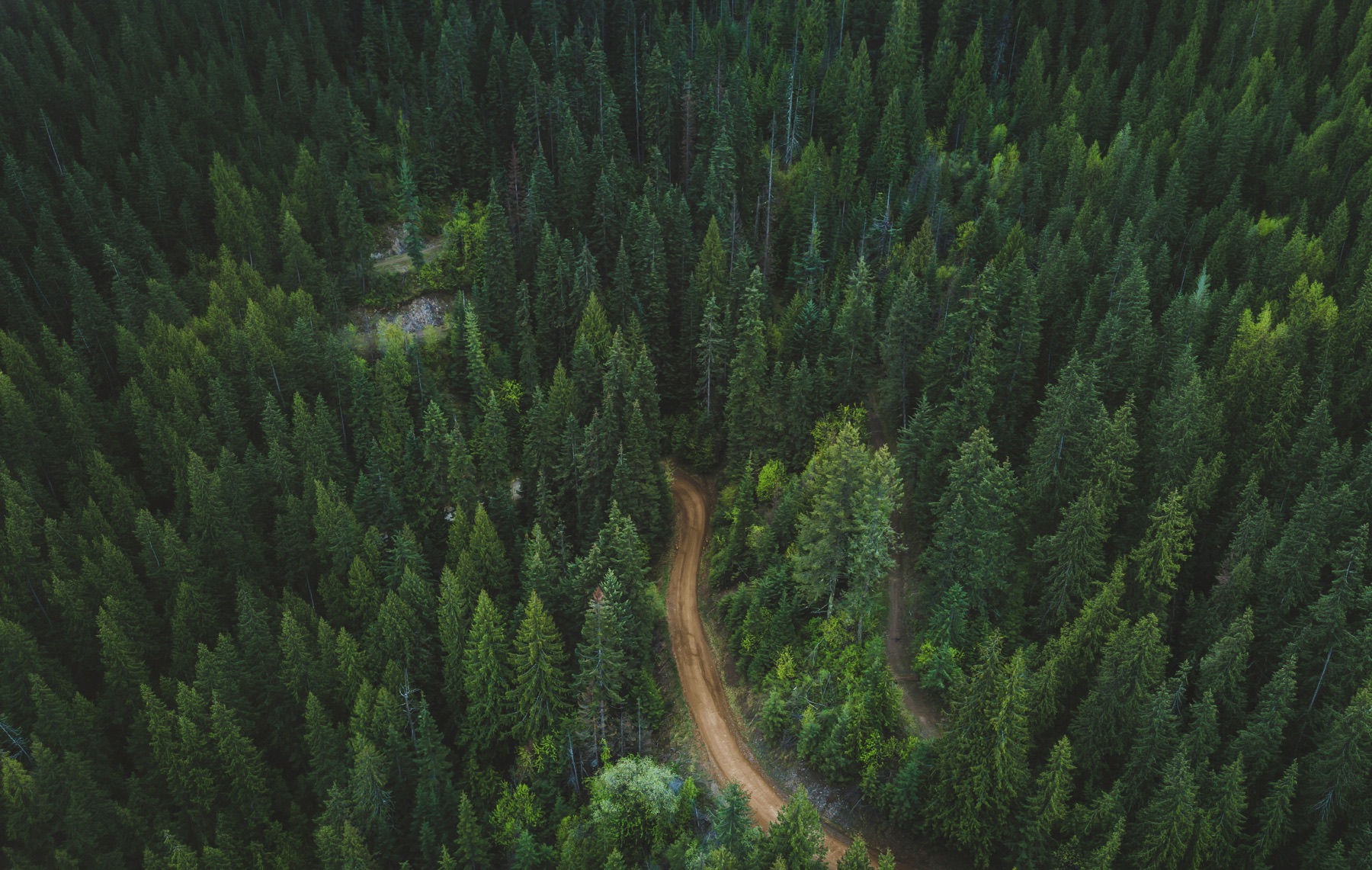 Aerial view of a winding road through dense evergreen forest